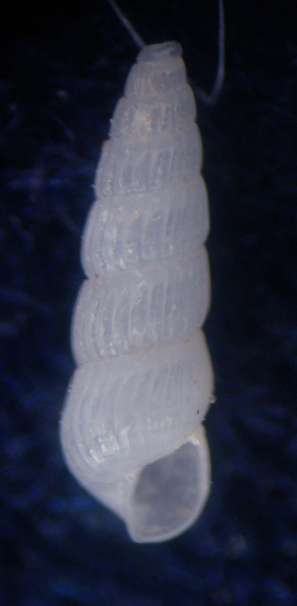 chrysallida suturalis
